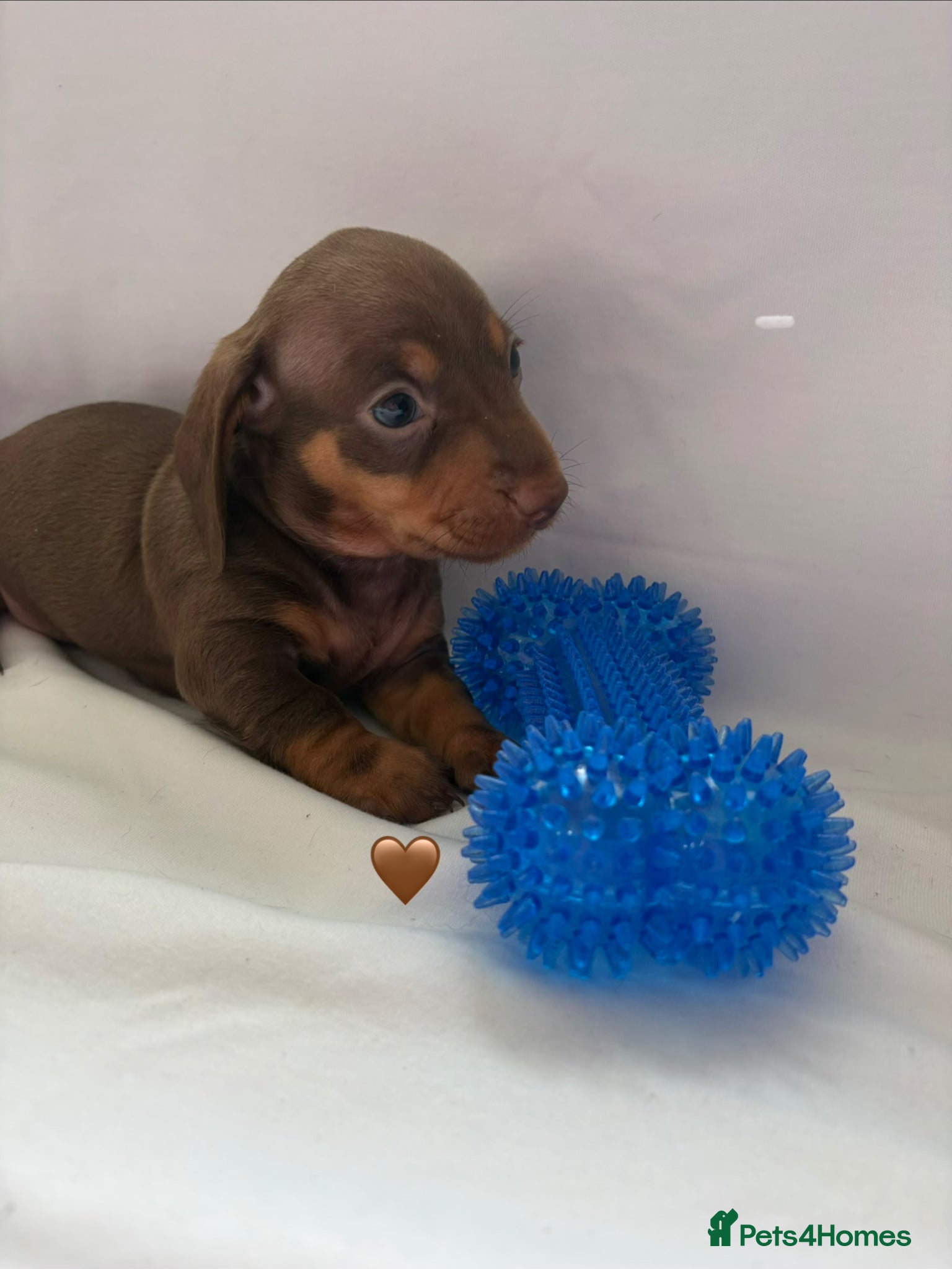 Miniature Dachshund dogs 2 Stunning Miniature Dachshund Puppies Left - Advert 14