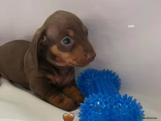 Miniature Dachshund dogs 2 Stunning Miniature Dachshund Puppies Left - Advert 4