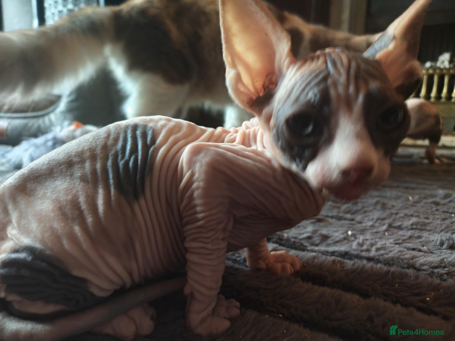 Sphynx cats Adorable Sphynx kittens  - Advert 1