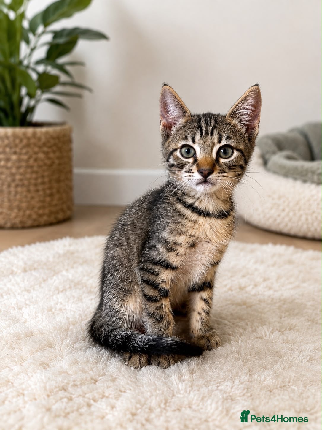 Bengal cats Beautiful bengal kittens - Advert 8