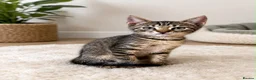 Bengal cats for sale: Beautiful bengal kittens - Advert 1