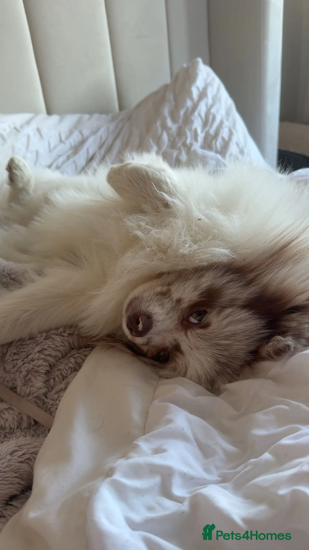 Pomeranian dogs for stud: Obi (for stud only)  - Advert 9