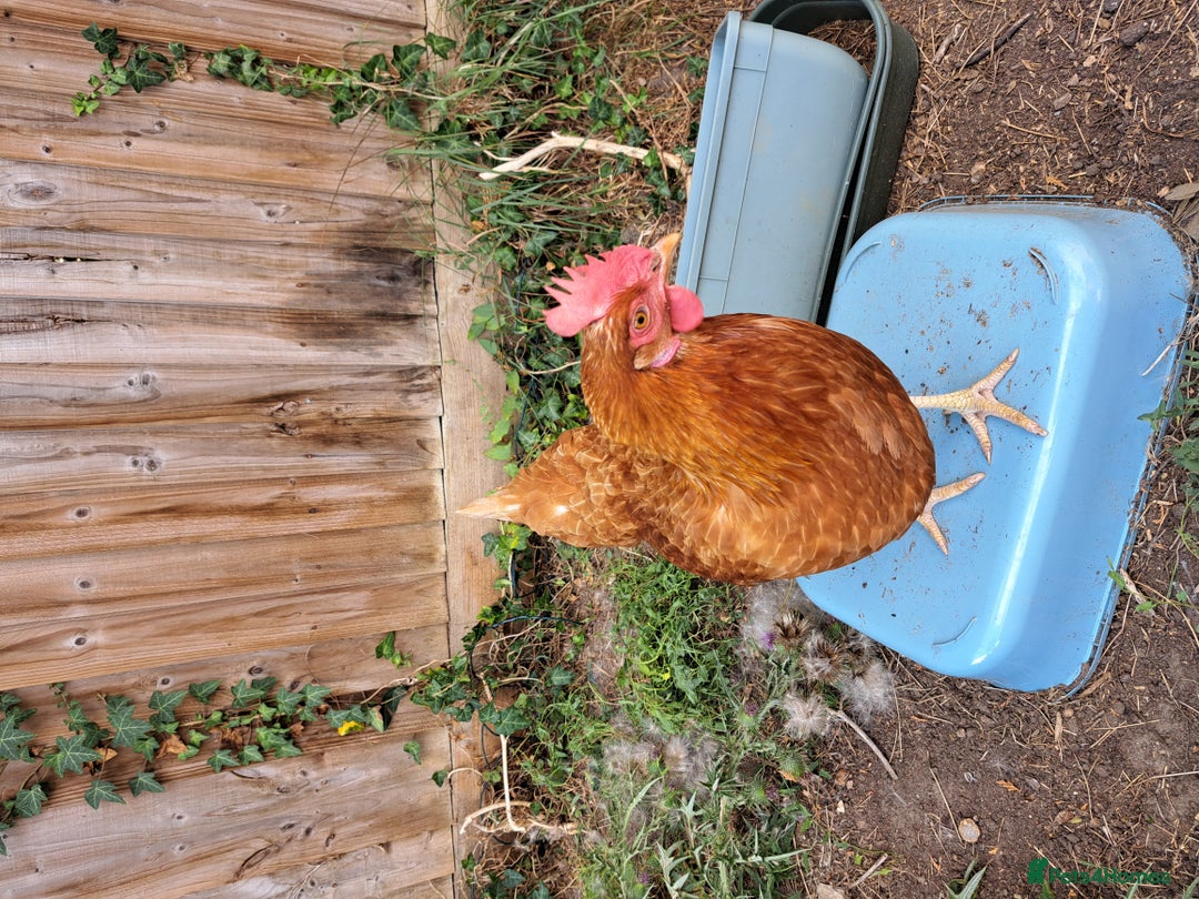 Chickens poultry for sale: Healthy, Happy ISA Brown Hen - Image 13