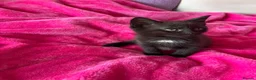 Mixed Breed cats for sale: 6 gorgeous kittens  - Advert 17