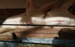 New Zealand rabbits for sale:  New Zealand white rabbits  - Image 4