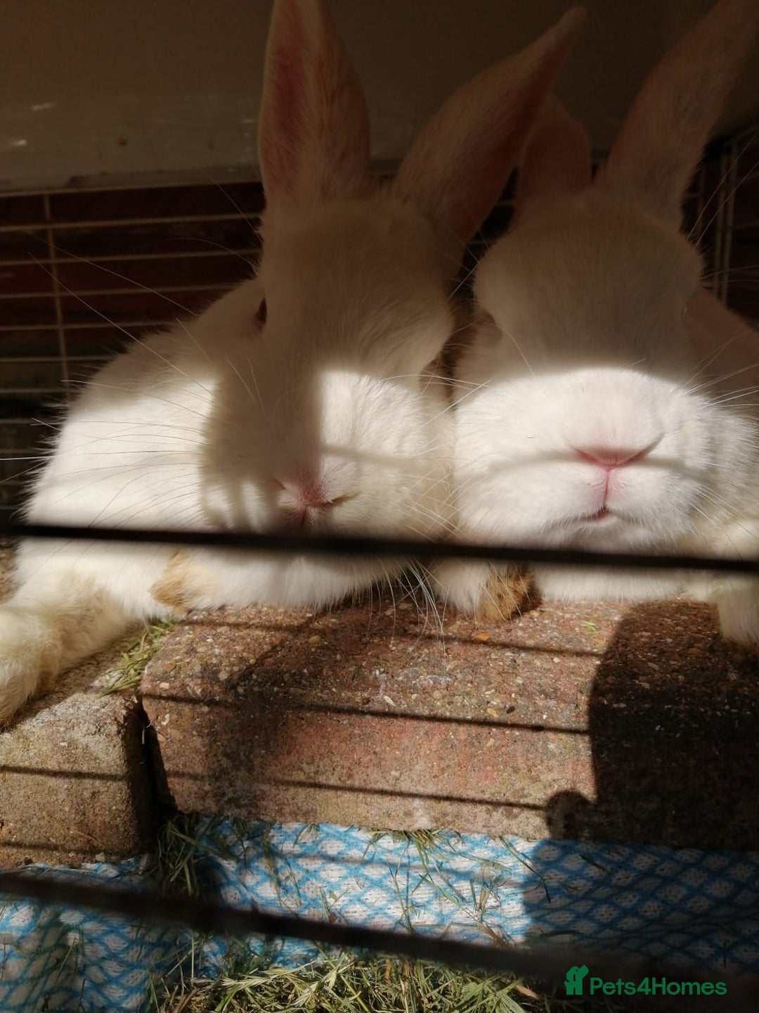 New Zealand rabbits for sale:  New Zealand white rabbits  - Image 4