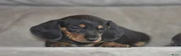 Dachshund dogs for sale: Amazing dachshund puppies - Advert 10