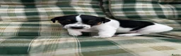 Jack Russell dogs for sale: Jack Russell  in Aylesford - Advert 14