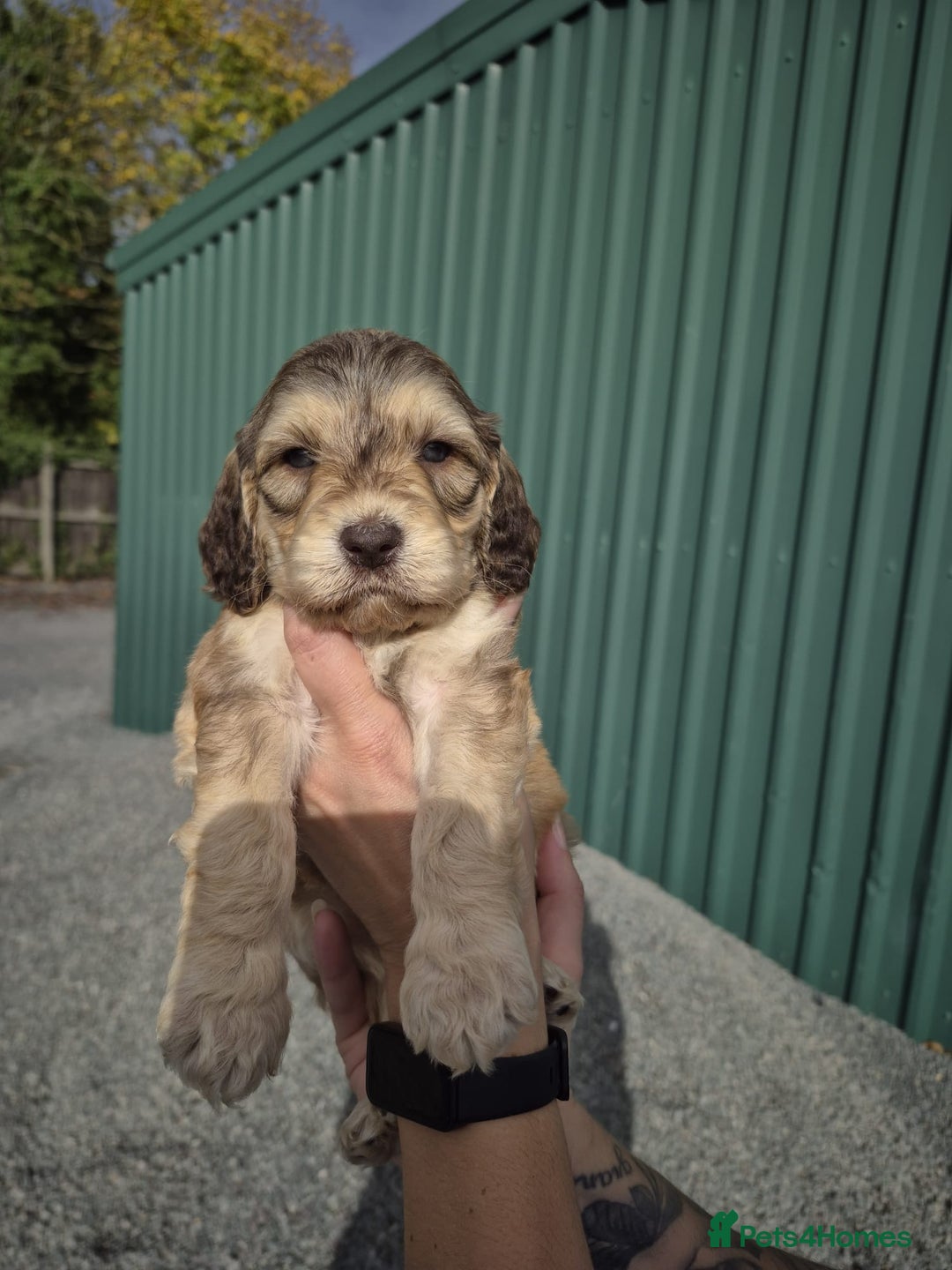 Cockapoo dogs for sale: Cockapoo Puppies  - Image 2