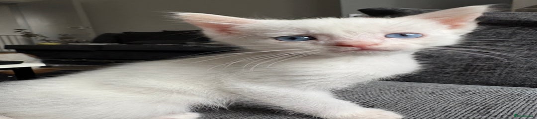 Maine Coon Kitten 2
