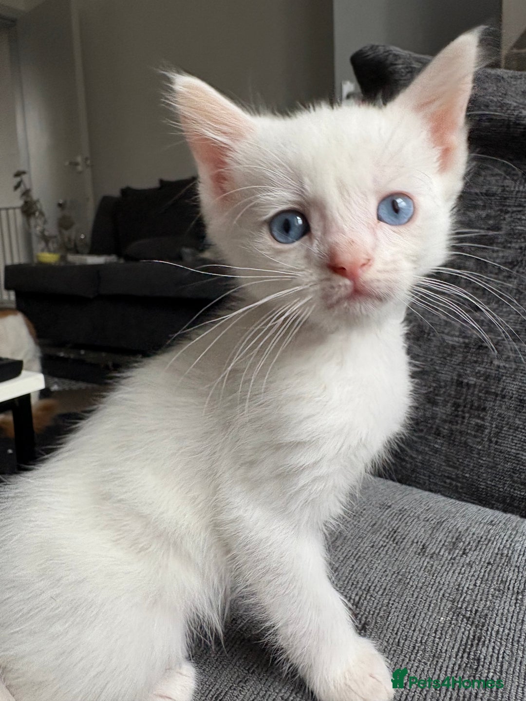 Maine Coon cats for sale: Maincoon mixed bengal kittens - Image 4