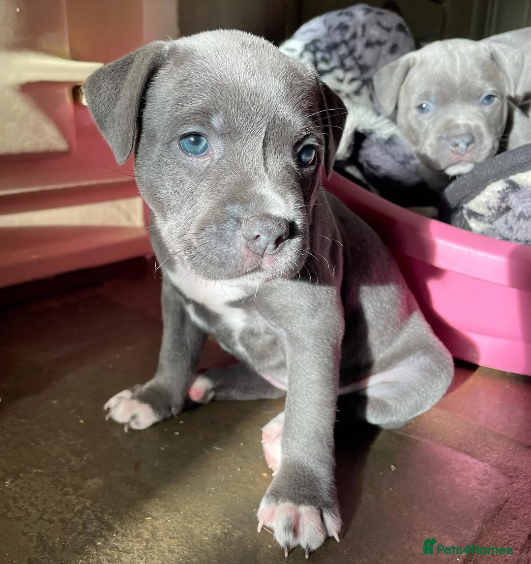 Staffordshire Bull Terrier dogs for sale: 🐾 Staffordshire Bull Terrier Puppies for sale  in Birmingham - Advert 1