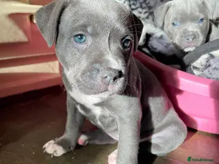 Staffordshire Bull Terrier dogs 🐾 Staffordshire Bull Terrier Puppies for sale - Advert 16