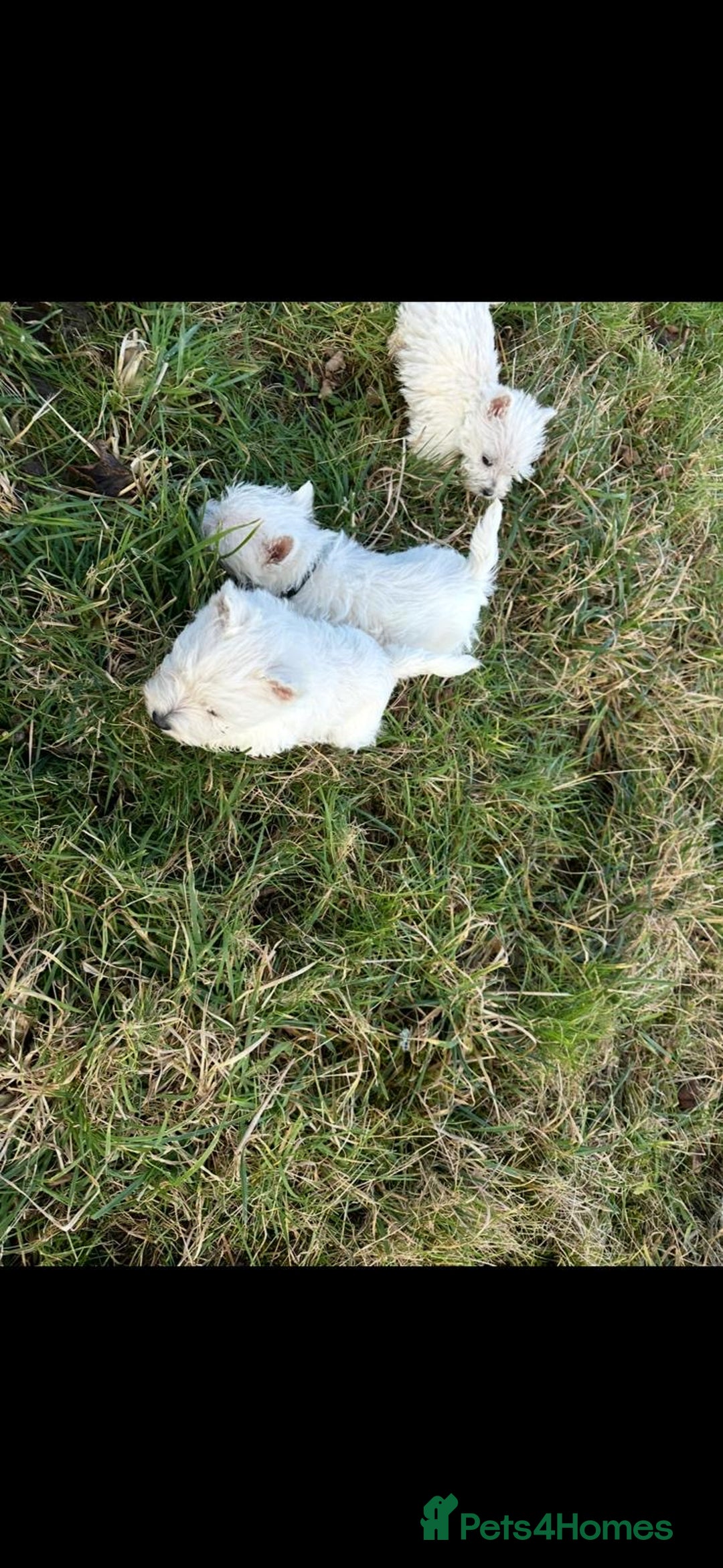 West Highland Terrier dogs for sale: West Highland Terrier Pups - Advert 3