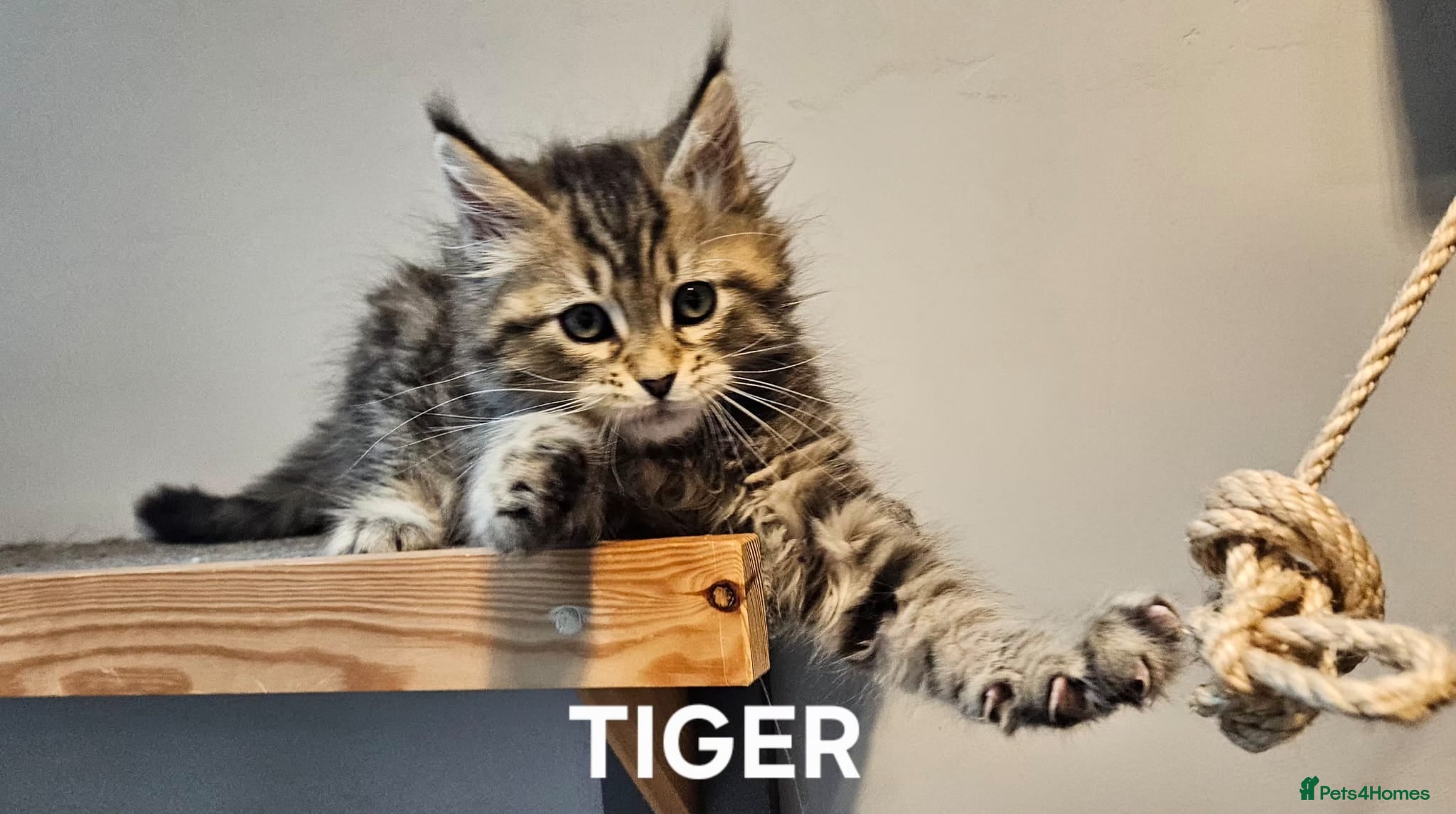 Maine Coon cats Large Maine Coon kittens regd European bloodline  - Advert 10