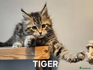 Maine Coon cats Large Maine Coon kittens regd European bloodline - Advert 10