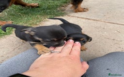 Mixed Breed dogs for sale: Jack Russell Black and Tan terrier puppies  - Image 27