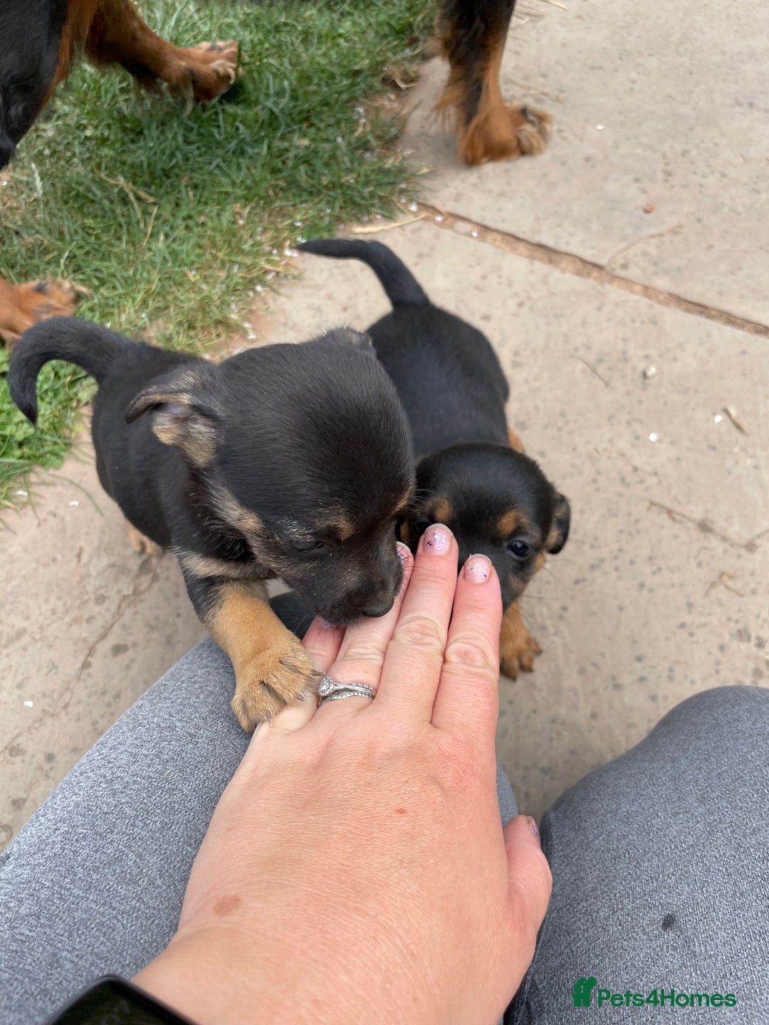 Mixed Breed dogs for sale: Jack Russell Black and Tan terrier puppies  - Image 27