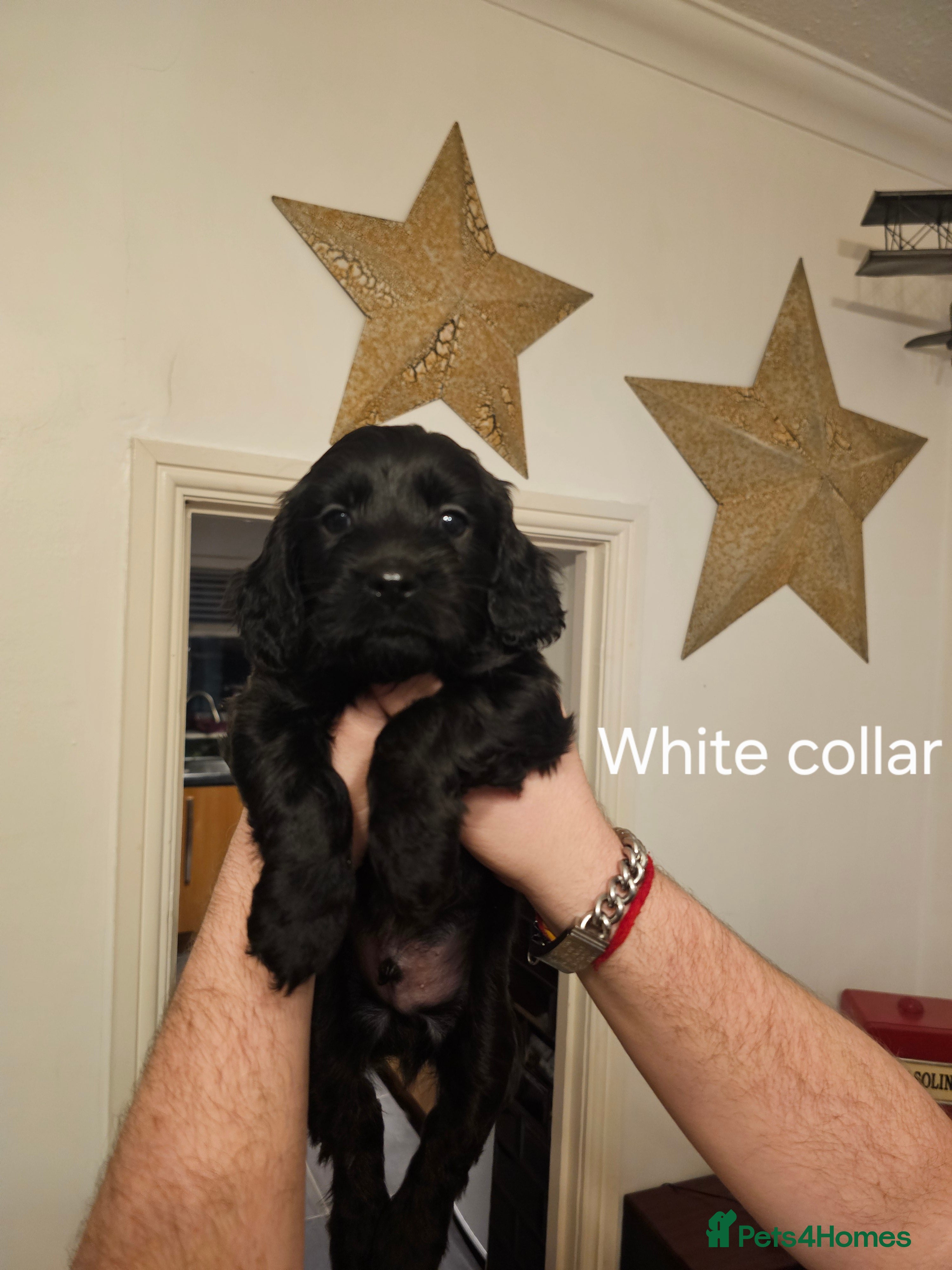 Cockapoo dogs Cockapoo puppies only 3 left - Advert 1