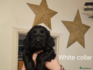 Cockapoo dogs Cockapoo puppies only 3 left - Advert 7