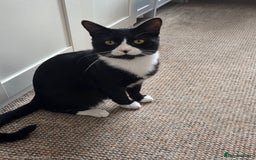 British Shorthair cats for sale: Male Tuxedo for a loving home - Image 3