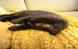 Mixed Breed cats for sale: Two gorgeous kittens looking for a loving home  - Image 13