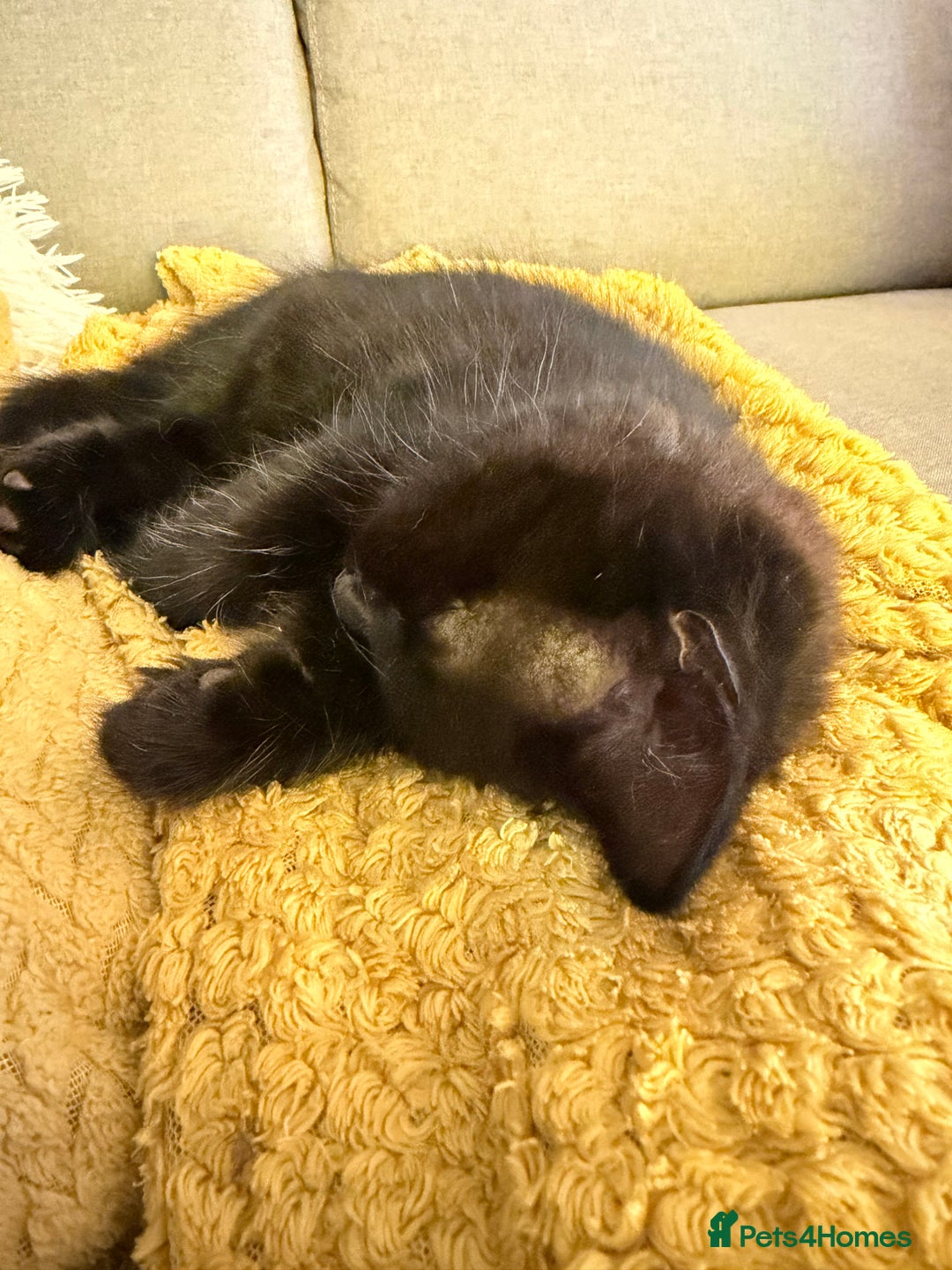 Mixed Breed cats for sale: Two gorgeous kittens looking for a loving home  - Image 13