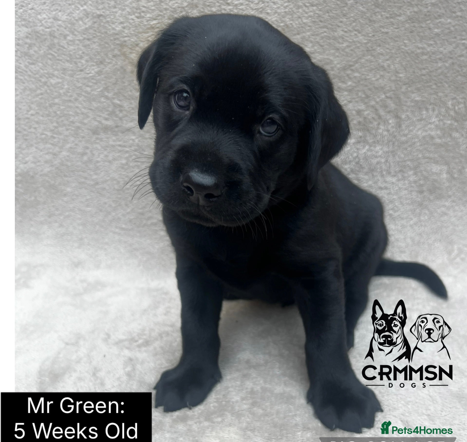 Labrador Retriever dogs Outstanding, Health Tested, KC Reg, Labrador Pups - Advert 2
