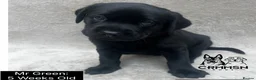 Labrador Retriever dogs for sale: Outstanding, Health Tested, KC Reg, Labrador Pups - Advert 2