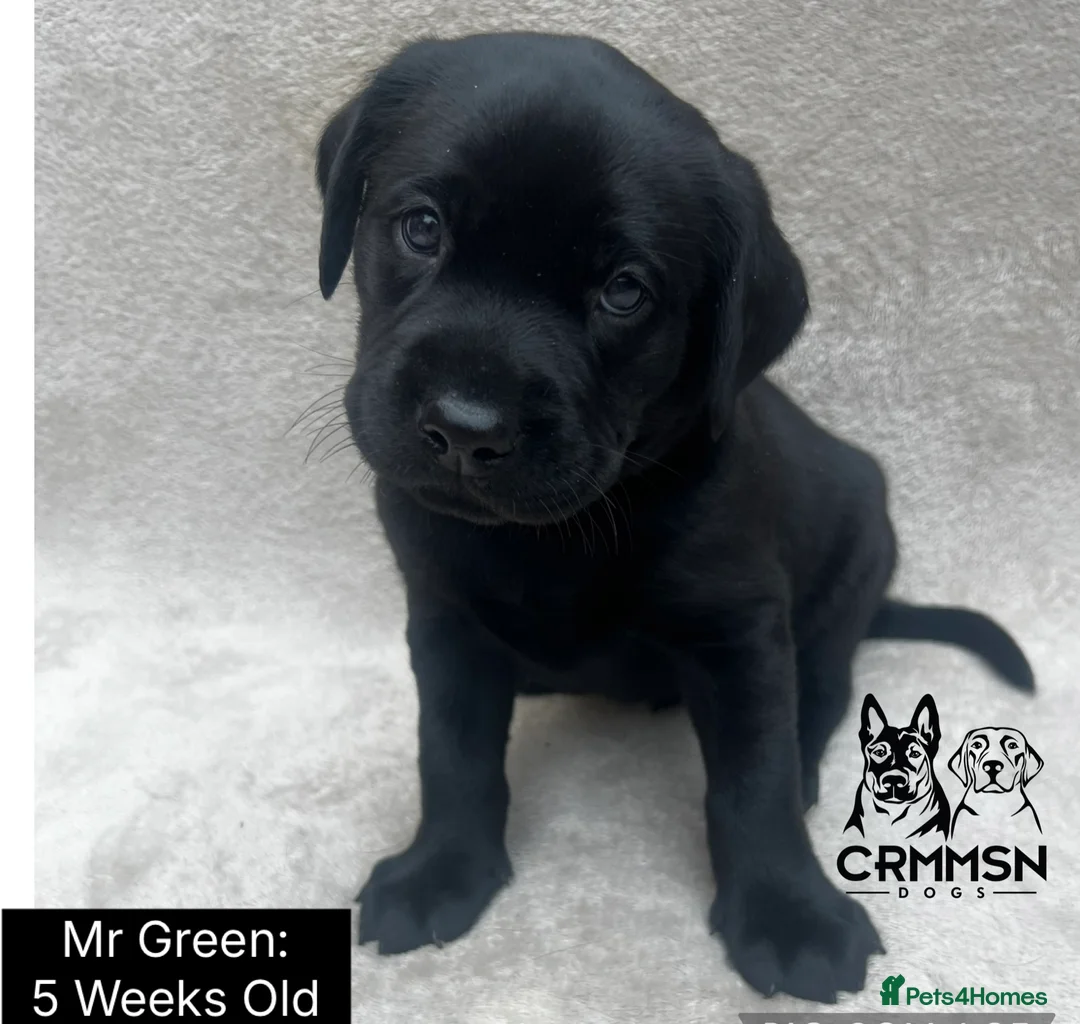 Labrador Retriever dogs for sale: Outstanding, Health Tested, KC Reg, Labrador Pups - Advert 2