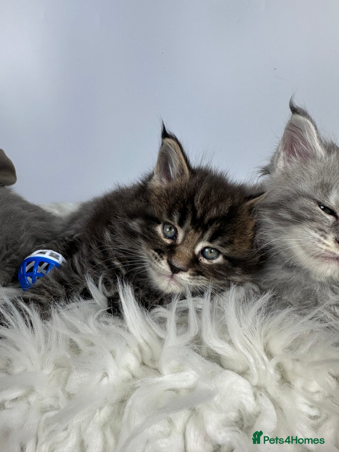 Maine Coon cats for sale: 6 Gorgeous Pure Breed Maine Coon Kittens - Advert 5