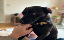 Patterdale Terrier dogs for sale: Patterdale Terrier 5 years F - Image 5