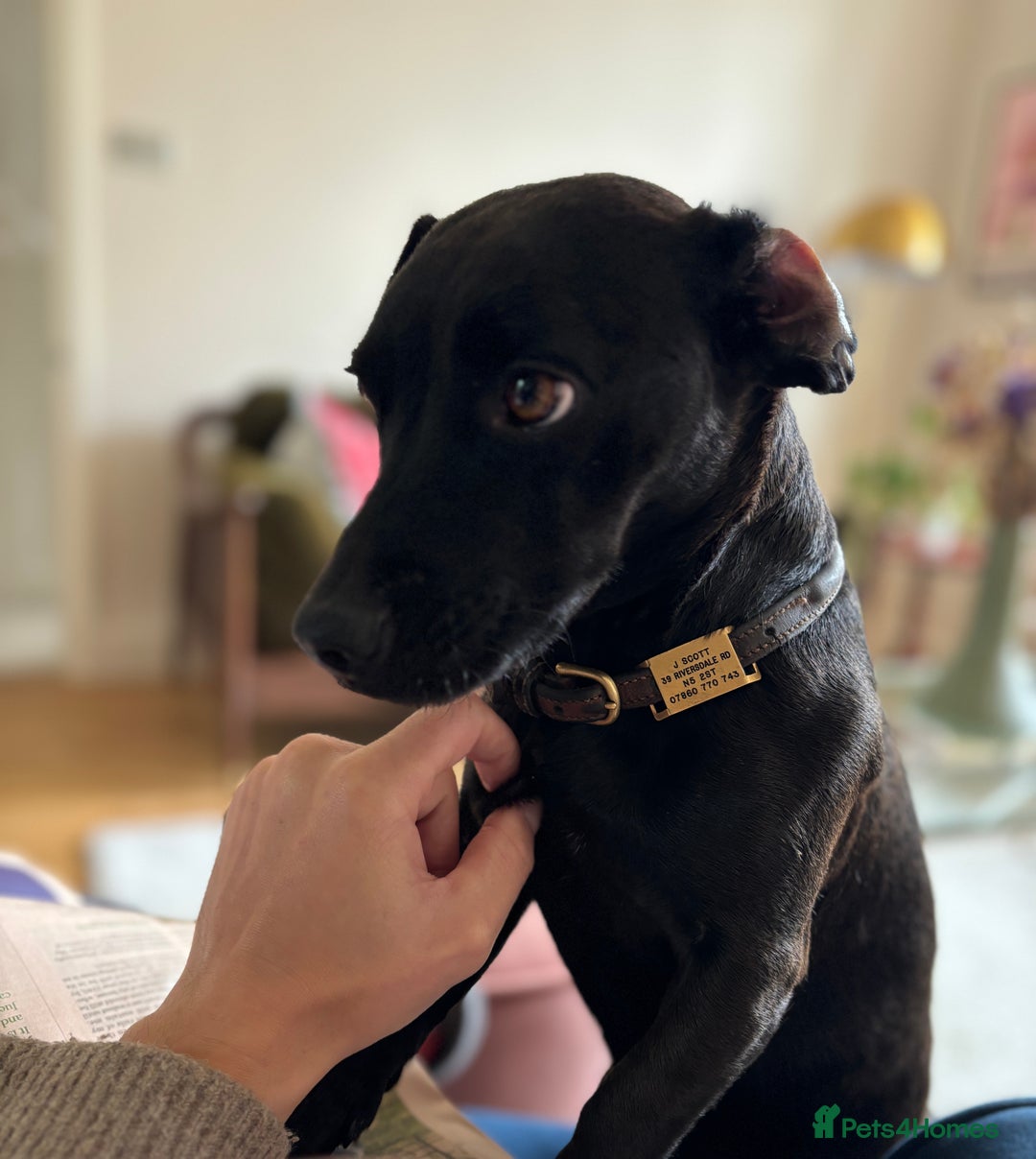 Patterdale Terrier dogs for sale: Patterdale Terrier 5 years F - Image 5