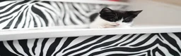 Munchkin cats for sale: Cute Black & White Kitten is looking for a home in Royston - Advert 7