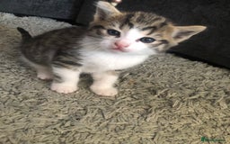 Mixed Breed cats for sale: Kittens for sale - Image 1