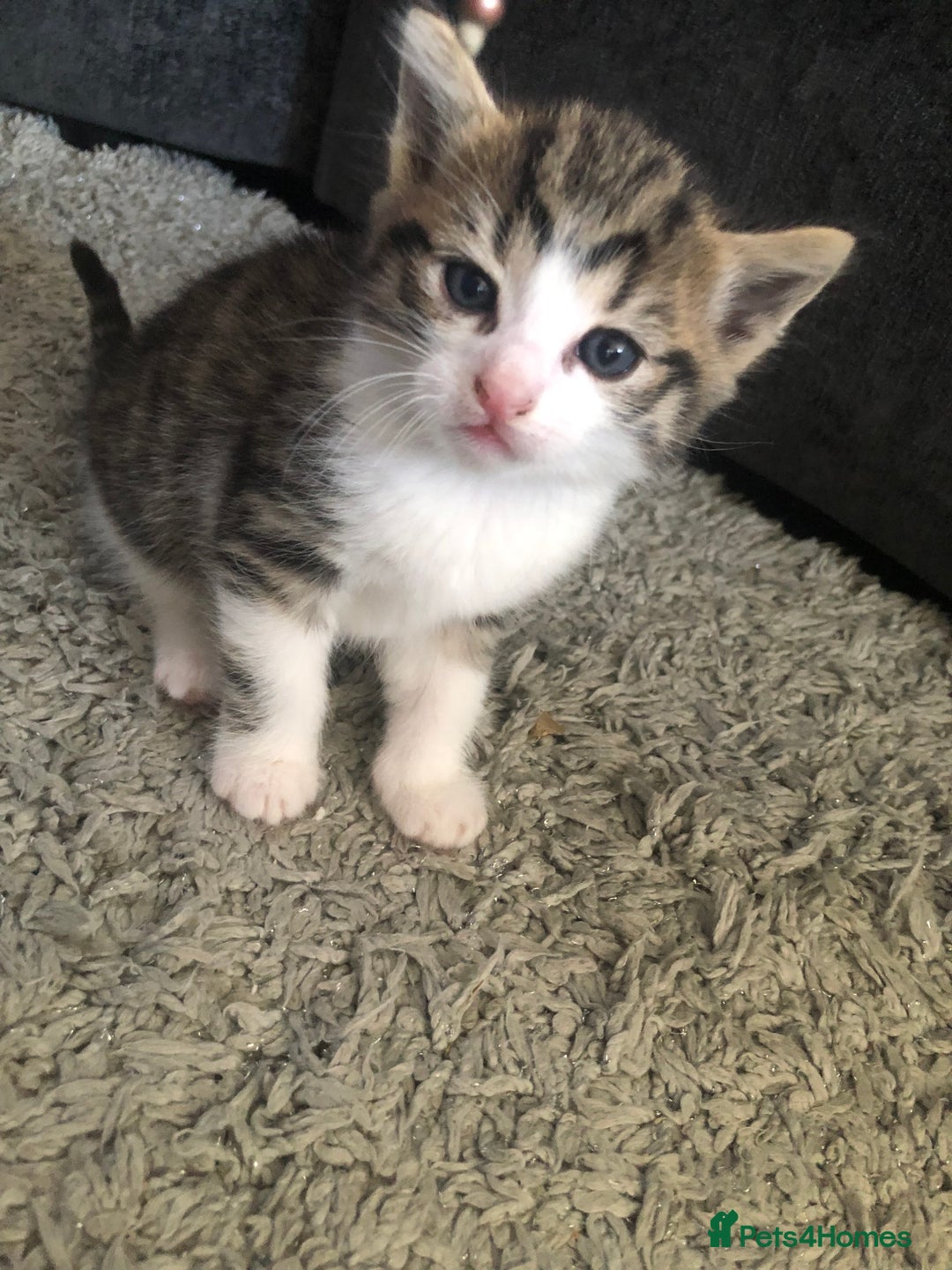Mixed Breed cats for sale: Kittens for sale - Image 1