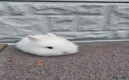Lionhead rabbits for sale: Wonderful bunnies 07405173733  - Image 6