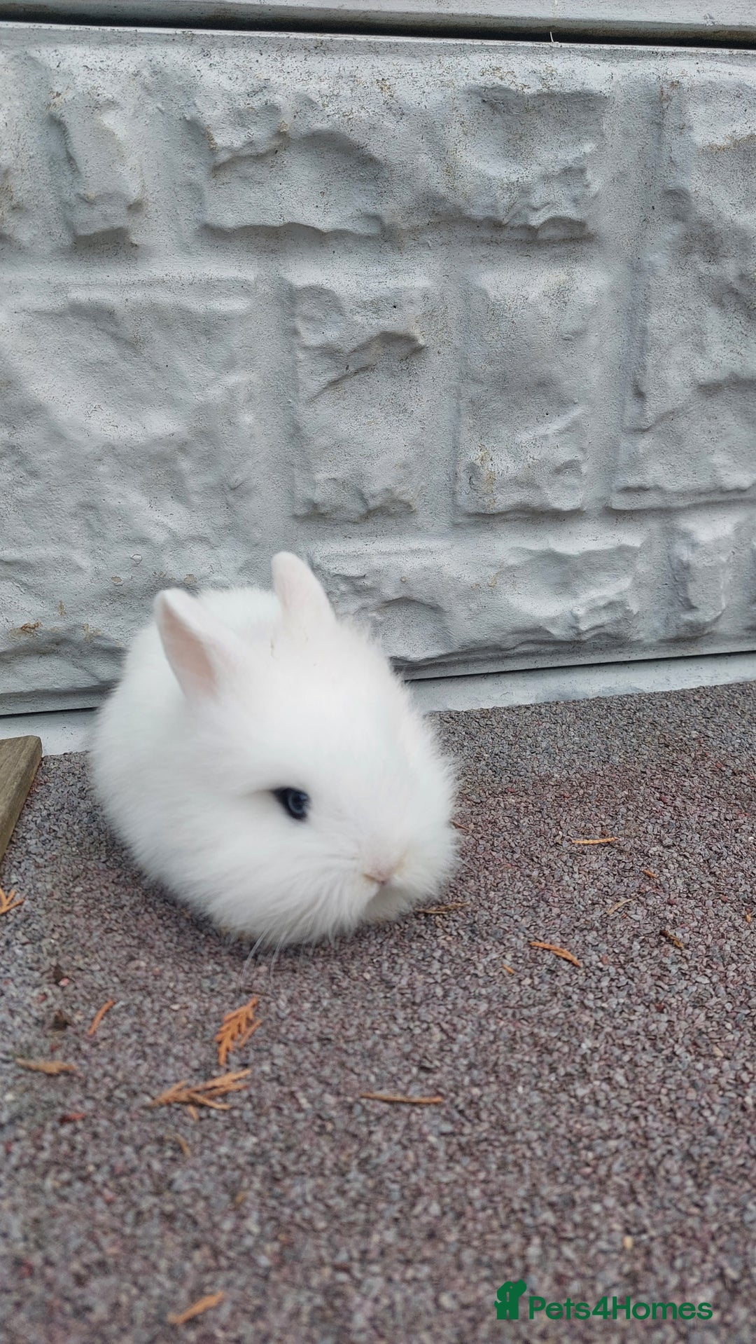 Lionhead rabbits for sale: Wonderful bunnies 07405173733  - Image 6
