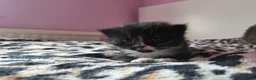 Perdoll cats for sale: Kittens  - Advert 6