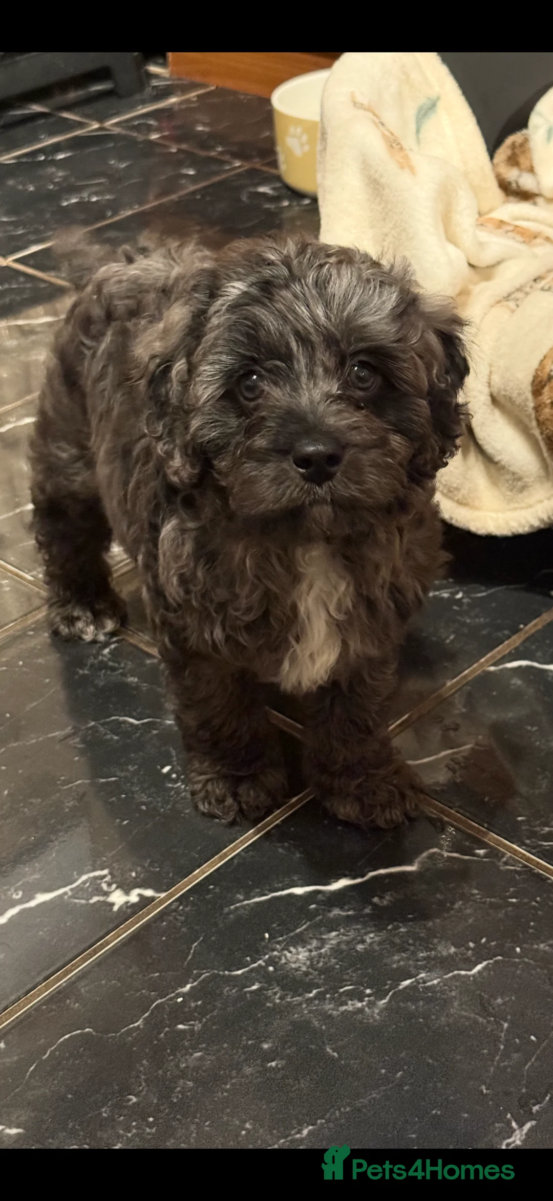 Cavapoo dogs for sale: 5 pups for sale - Advert 18