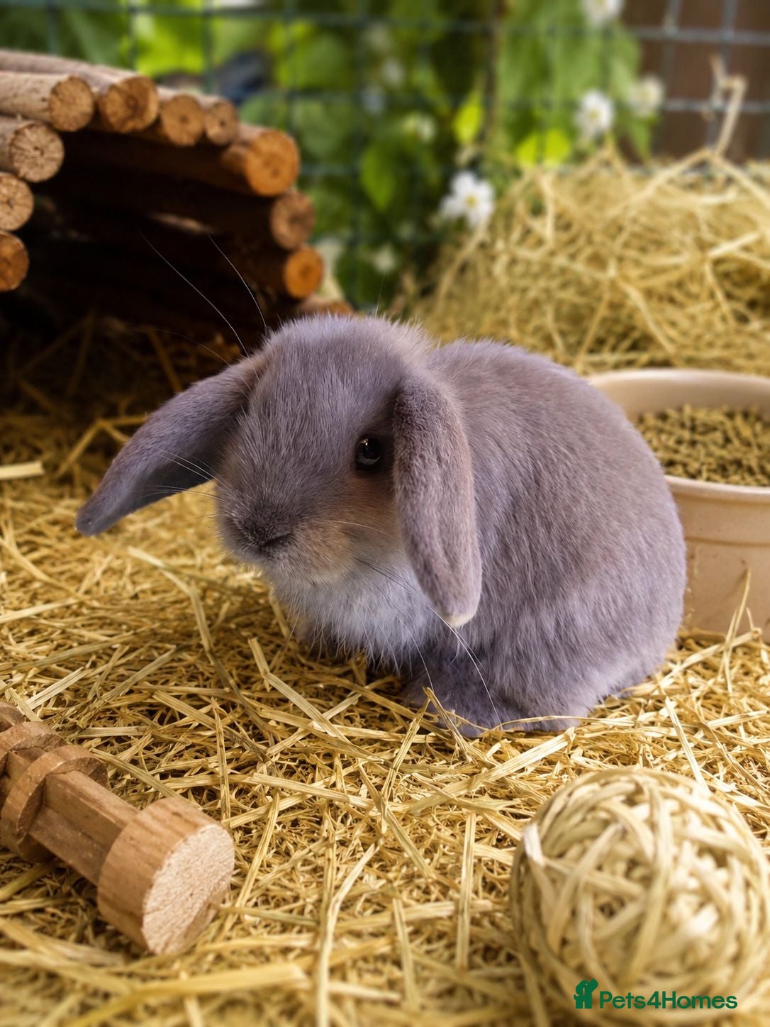 Mini Lop rabbits  Ready Now! Stunning Pure Bred Mini Lops - Advert 1
