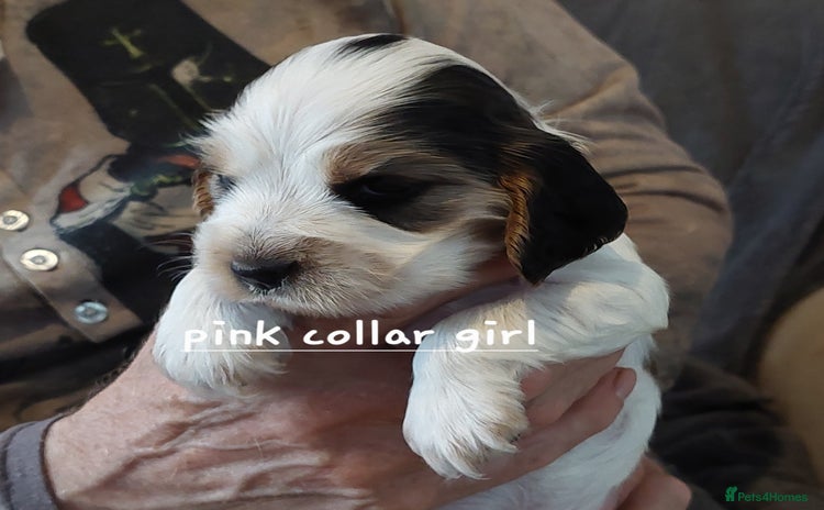 Cocker Spaniel dogs - Advert 2