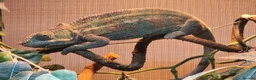 Chameleon reptiles for sale: Panther Chameleon and full enclosure... - Advert 5