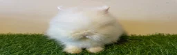Lionhead rabbits for sale: Stunning Boys 💙💙❤️ - Advert 3