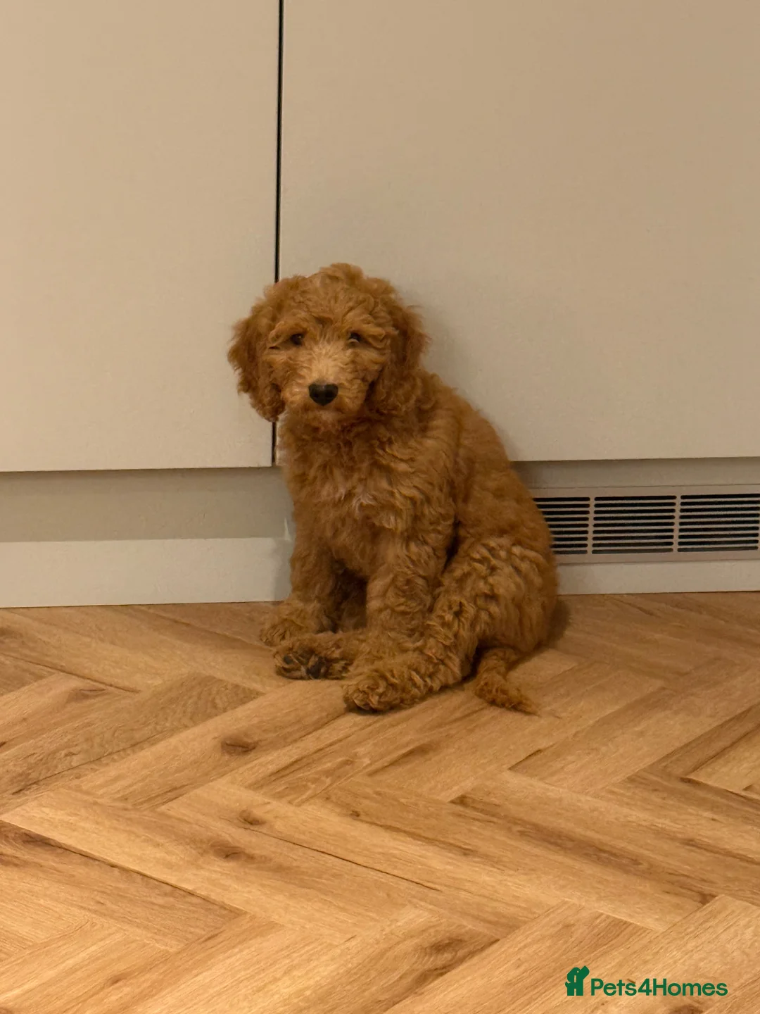 Cockapoo dogs for sale: 12 week old cockapoo  - Advert 4