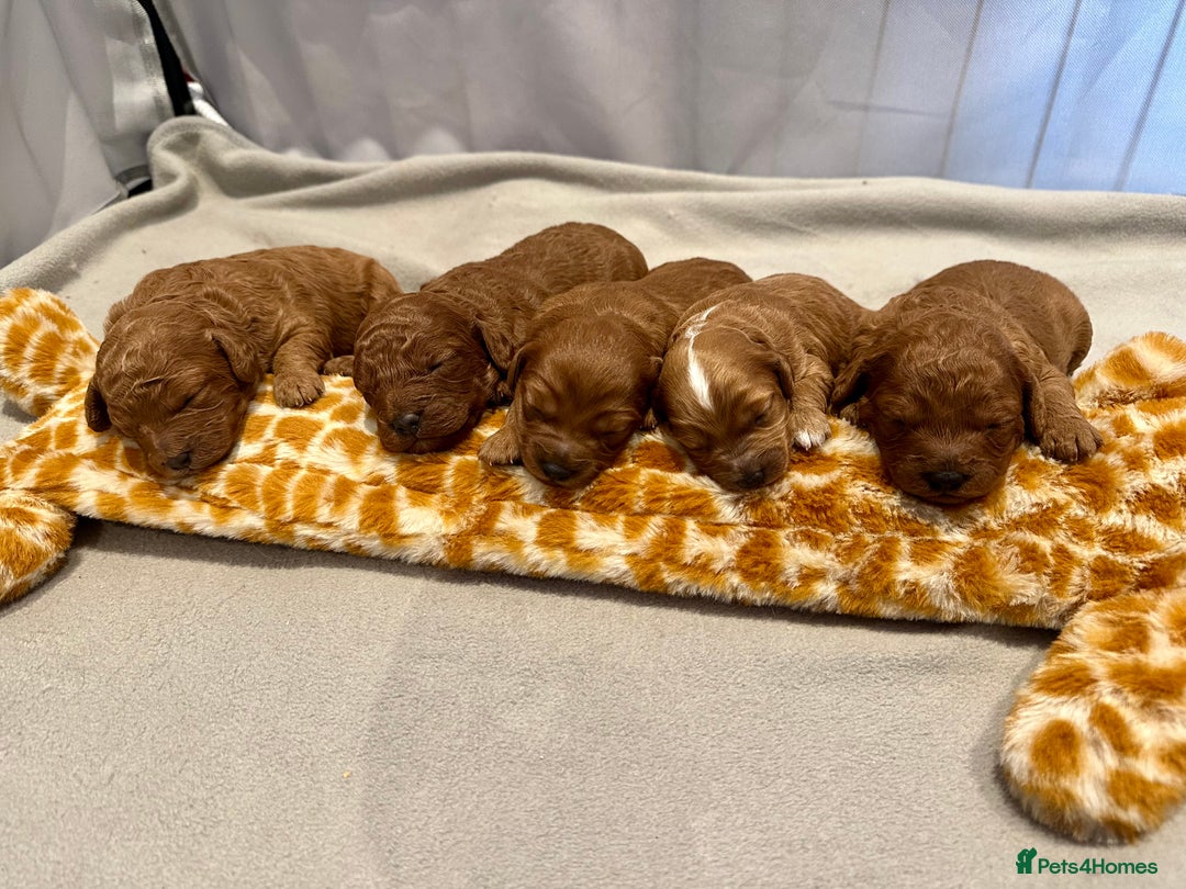 Cavapoo dogs for sale: Toy Cavapoo Puppies  - Advert 16