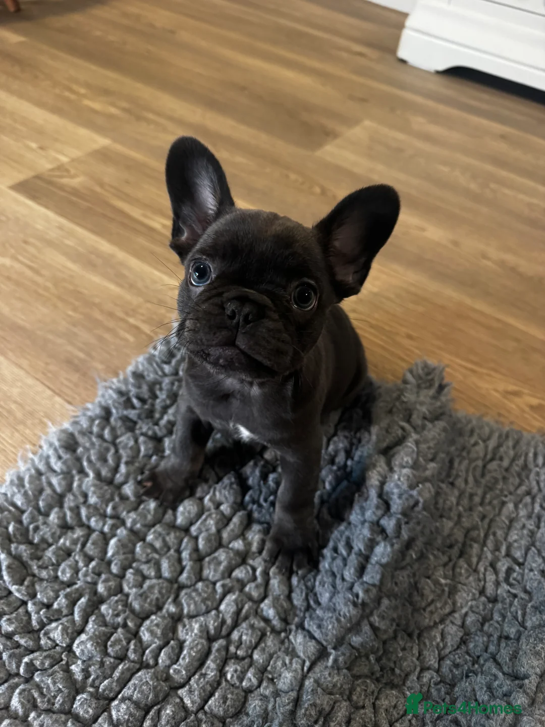 French Bulldog dogs for sale: French Bulldog Bitch - Advert 5