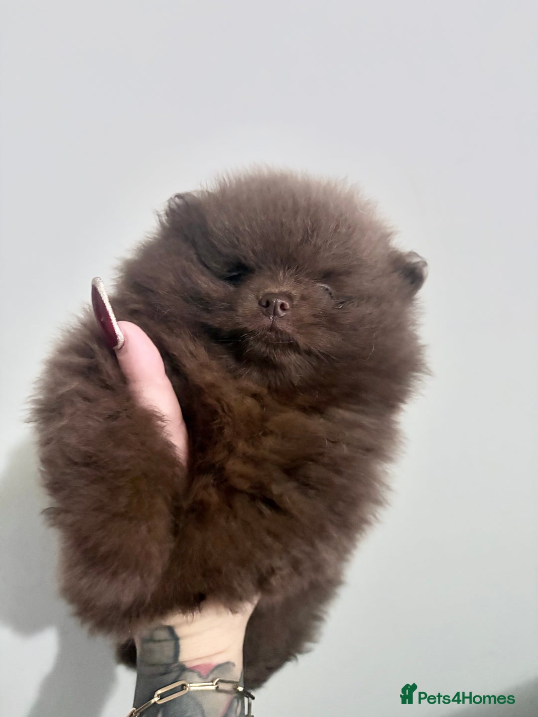 Pomeranian dogs for sale: 3 amazing teddy bear face puppies 🐻🐻🐻 - Advert 12