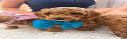 Poochon dogs for sale: 2 Toy poodle/poochon pups for sale.  - Advert 7