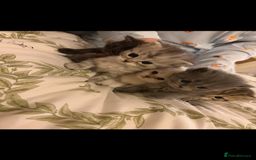 British Shorthair cats for sale: 5 British Chinchilla Shorthair Mix Kittens - Image 2